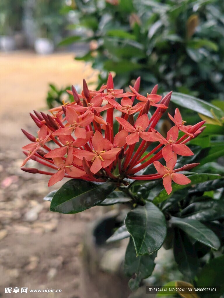 龙船花