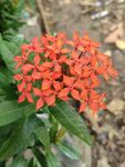 龙船花