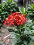 龙船花