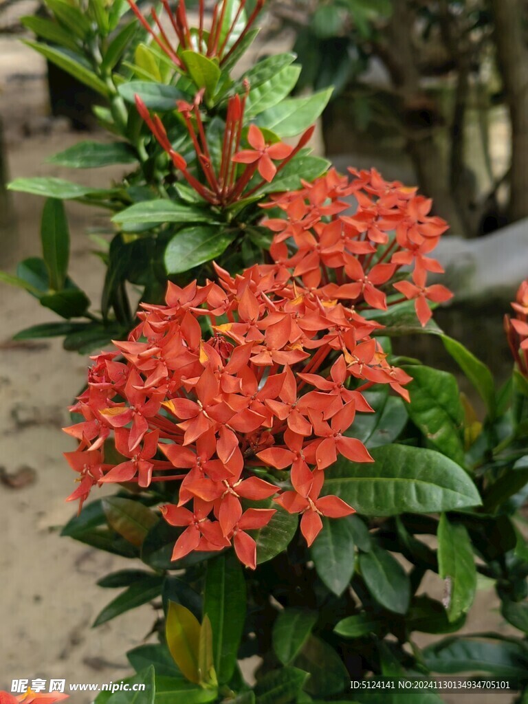龙船花