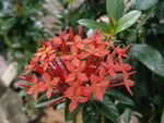 龙船花