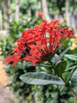 龙船花