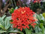 龙船花