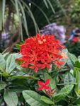 龙船花 
