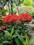 龙船花