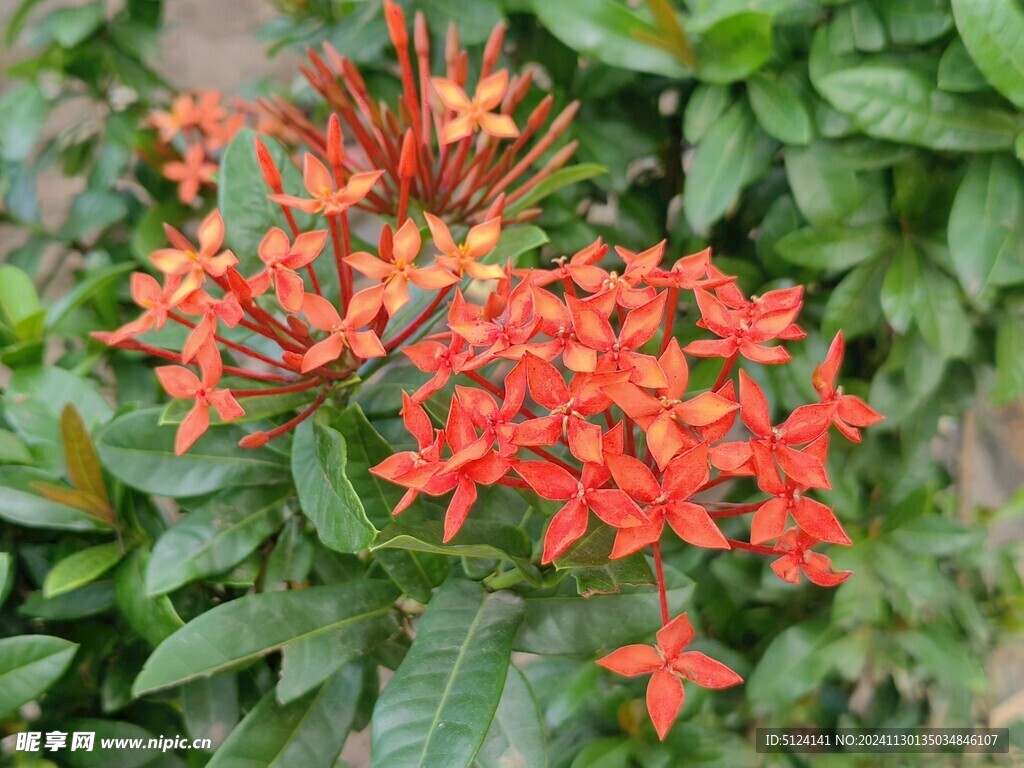 龙船花