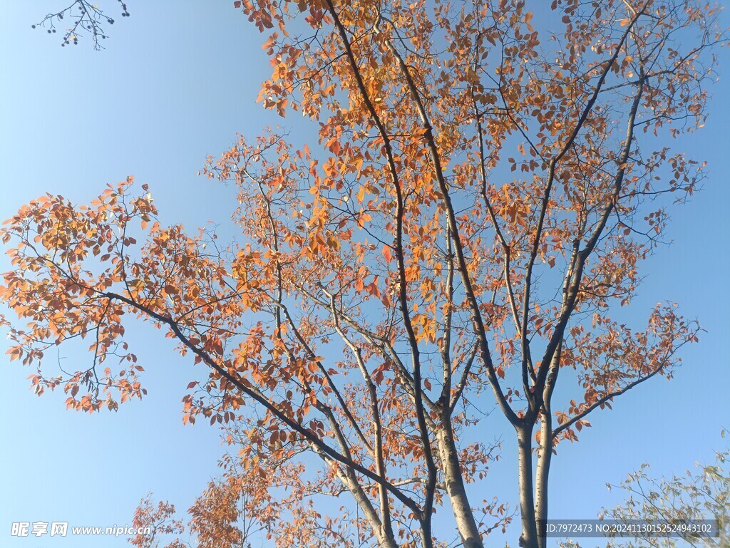 红叶