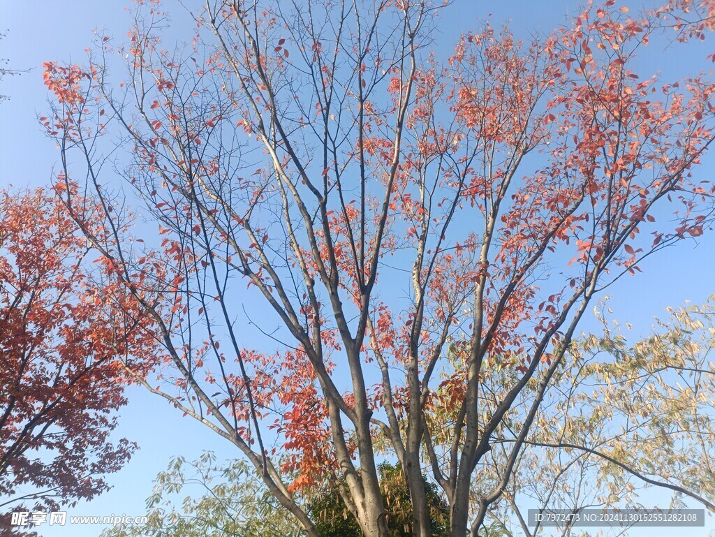 红叶