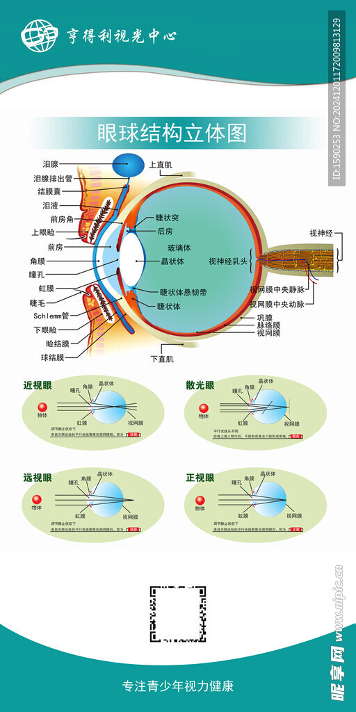 眼球结构立体图