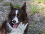 牧羊犬