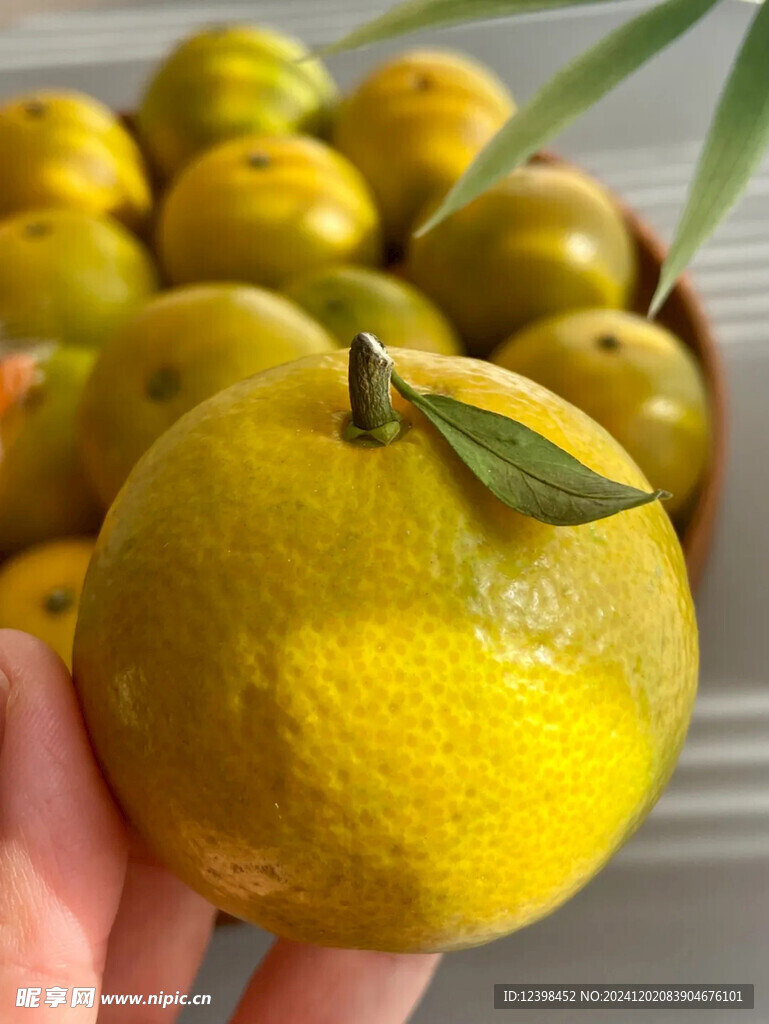 脐橙