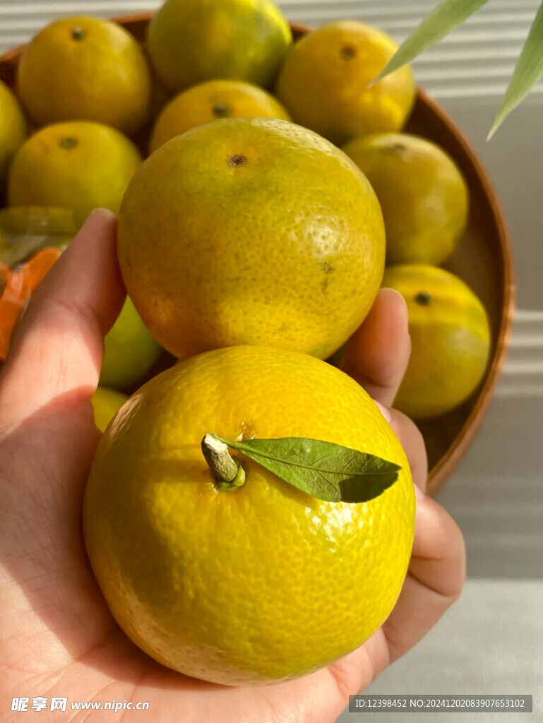 脐橙