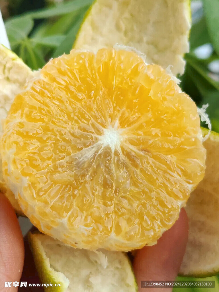 脐橙