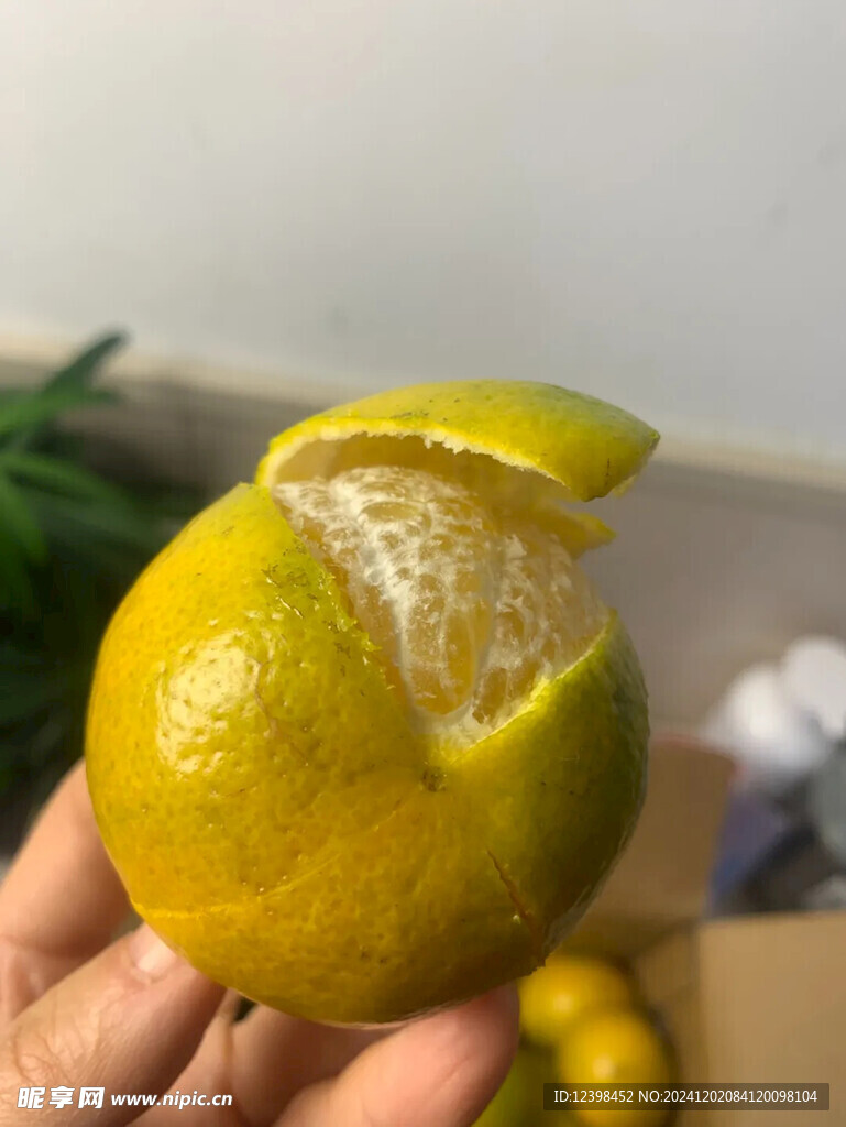 脐橙