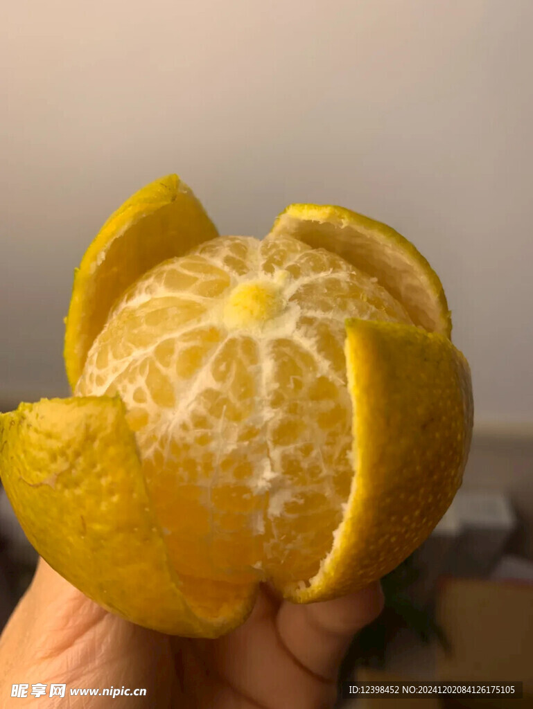脐橙