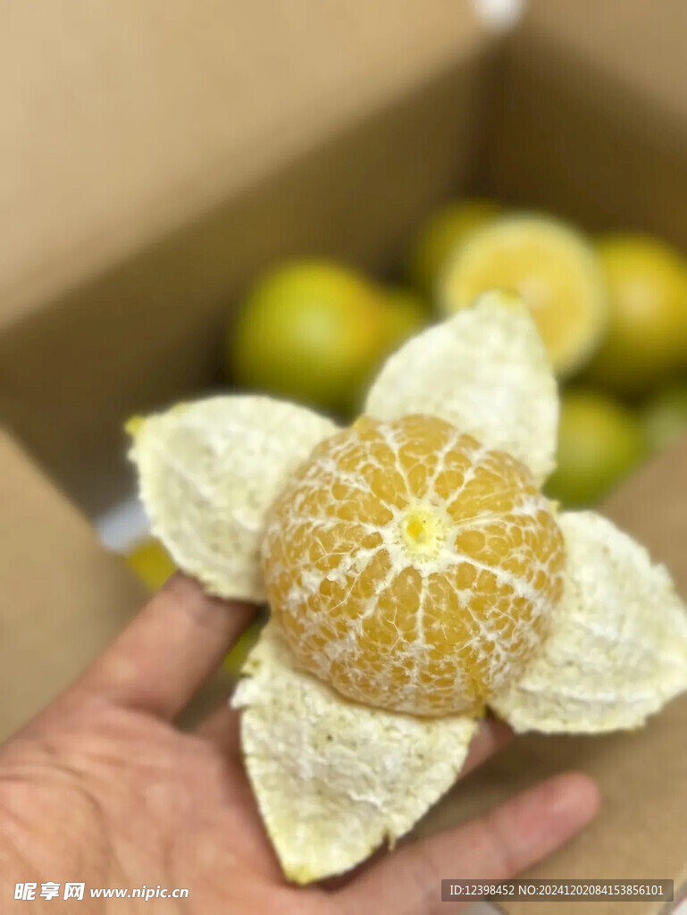 脐橙