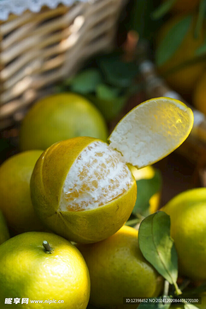 树上橘子