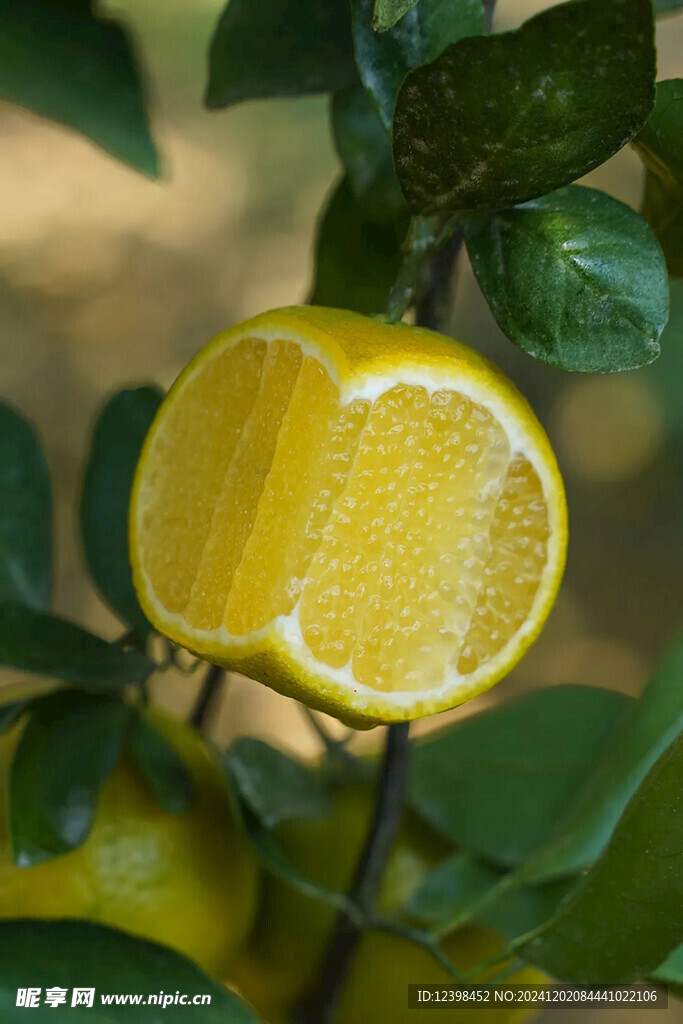 橙子