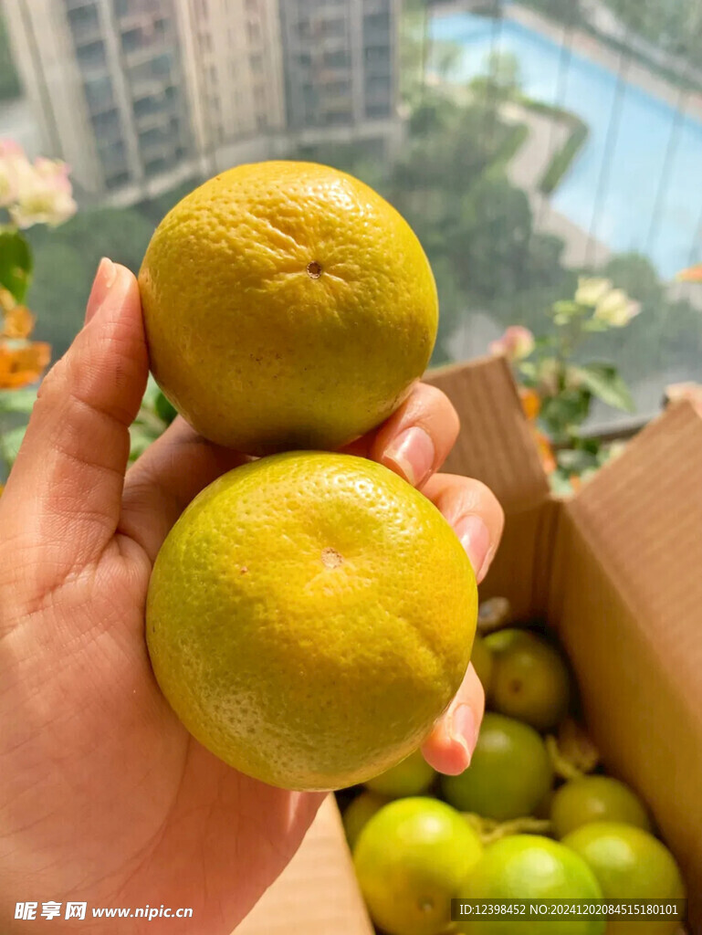脐橙