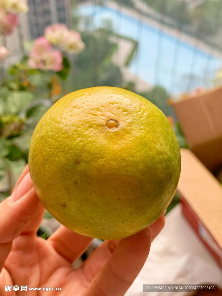 脐橙