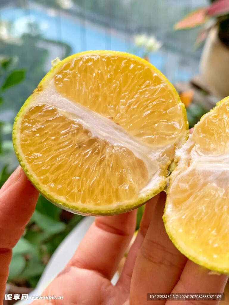 脐橙