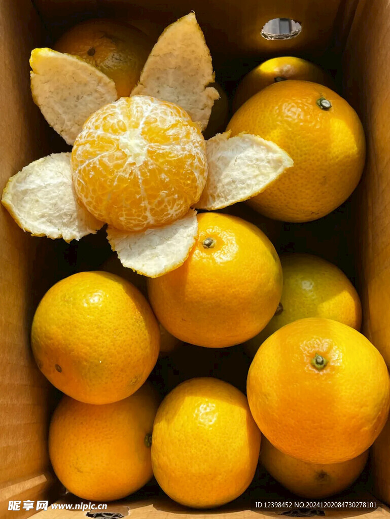 脐橙