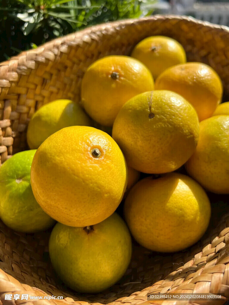 脐橙