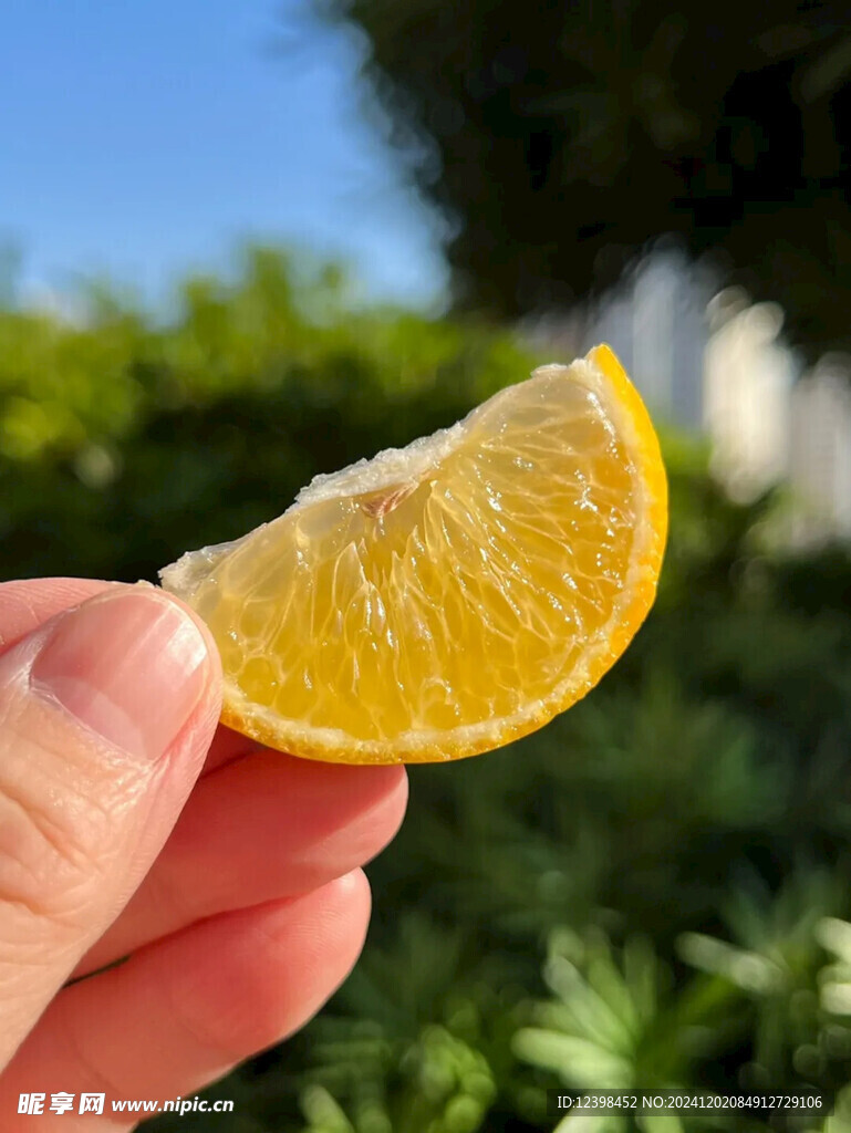 脐橙