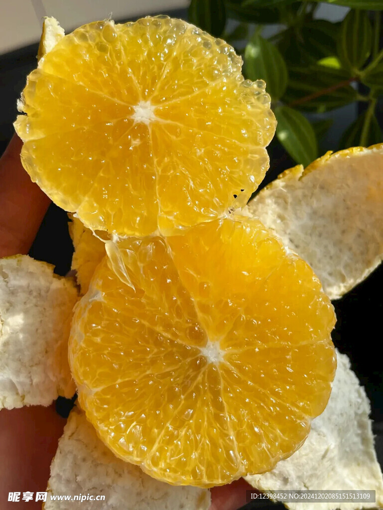 脐橙