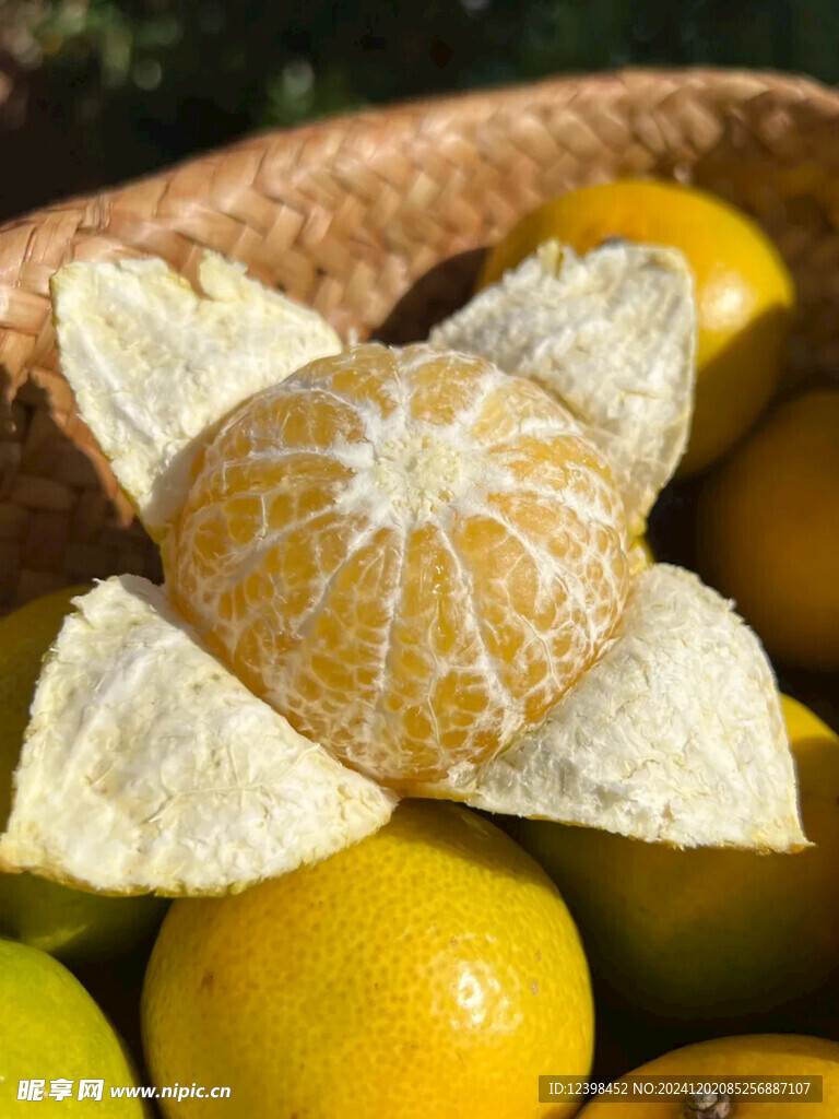 脐橙