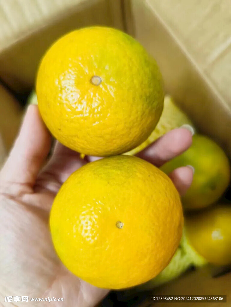 脐橙