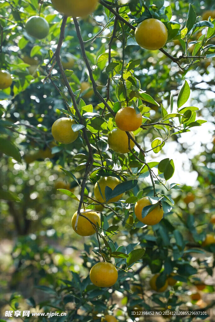 树上橘子