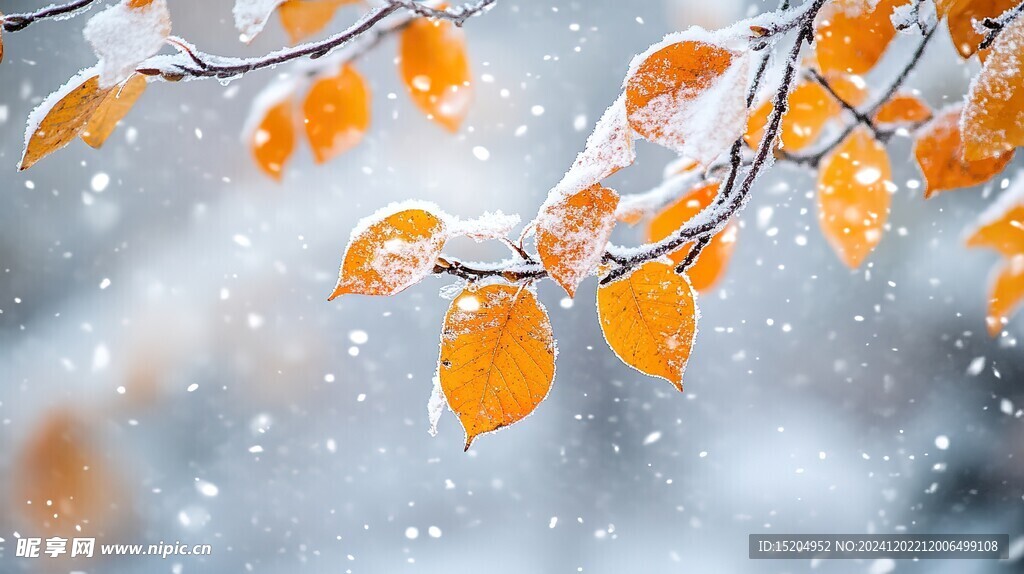 金色树叶上的冰雪