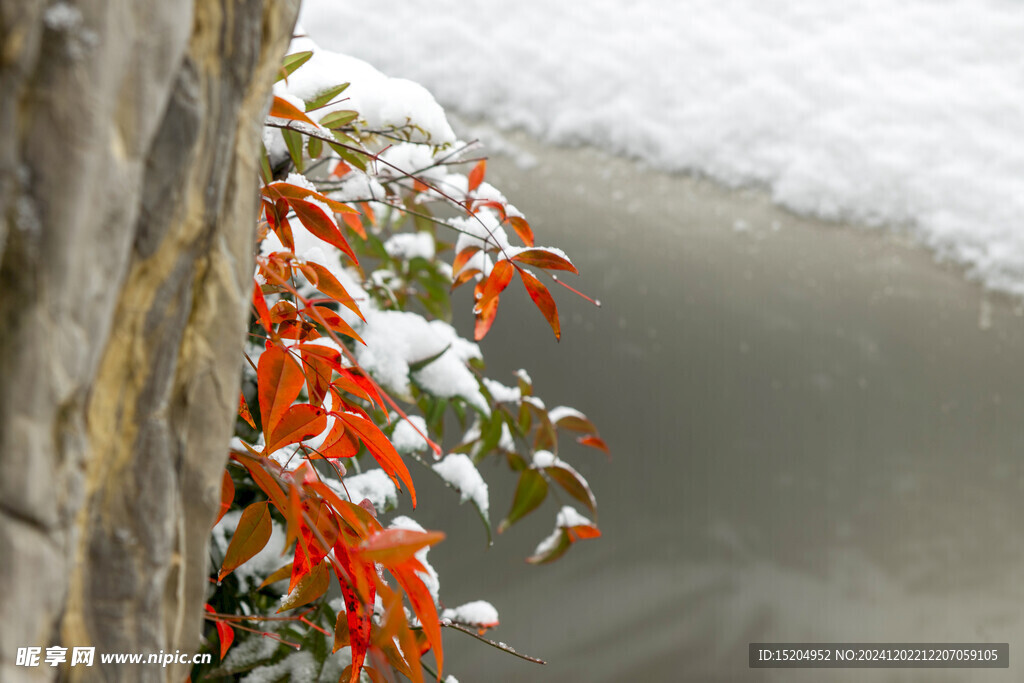 冬雪天被霜雪覆盖的树叶花卉