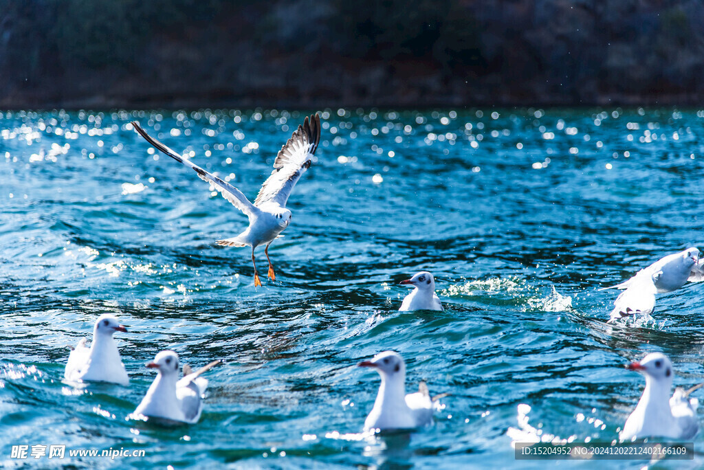 云南泸沽湖海上飞鸟海鸥