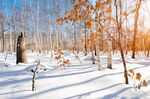 冬日暖阳雪地上的白桦林红叶