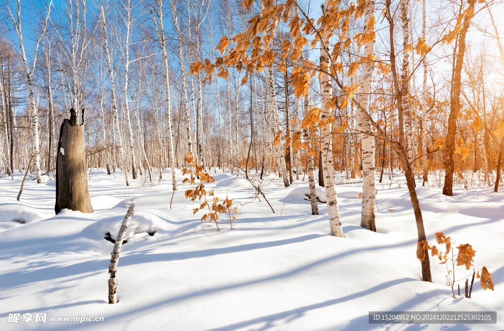 冬日暖阳雪地上的白桦林红叶