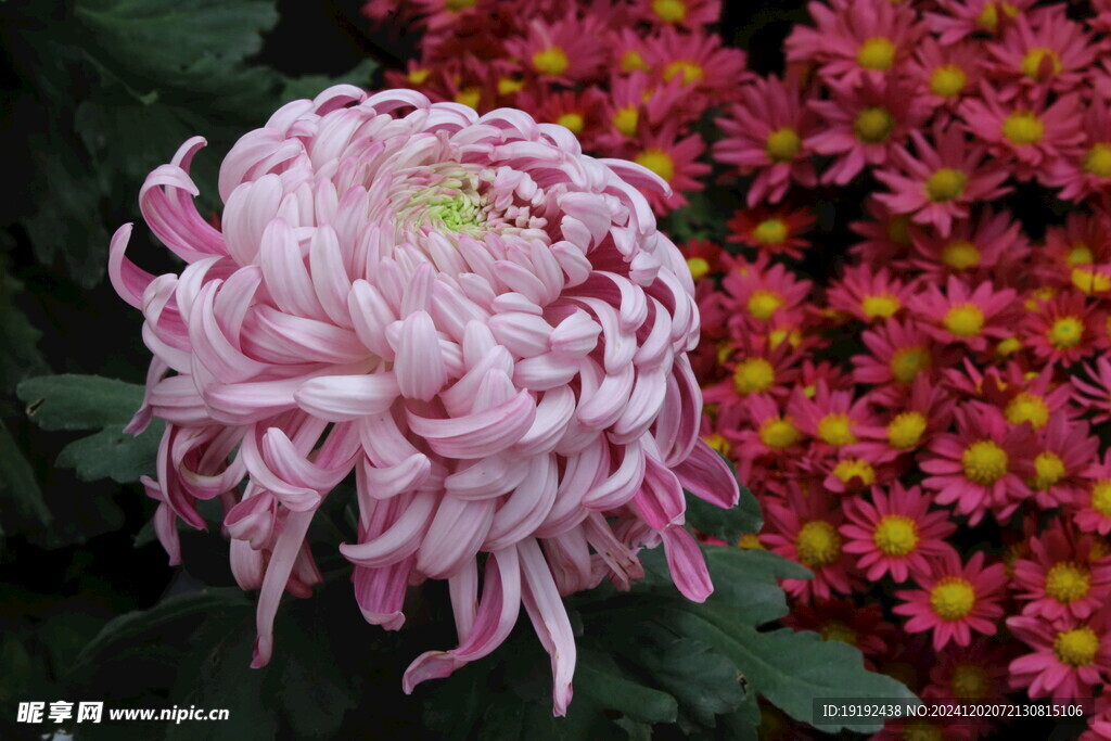 菊花  