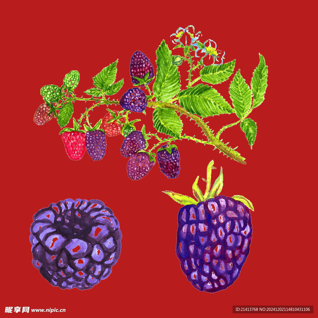 水果覆盆子