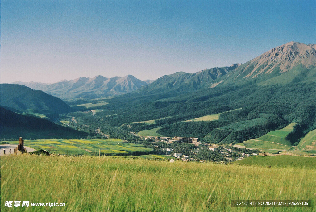 稻田