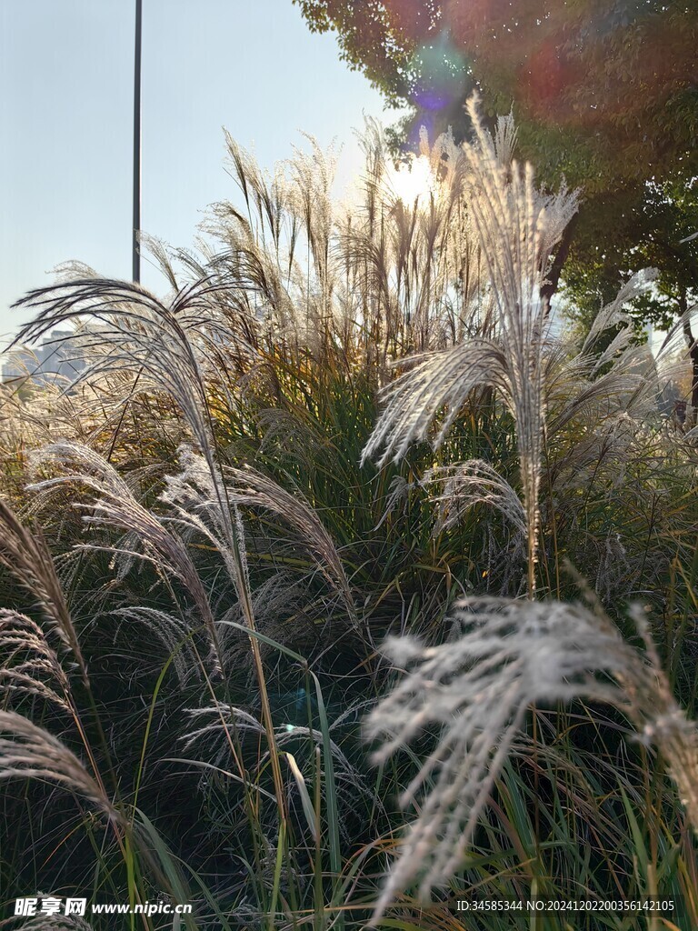 芦苇