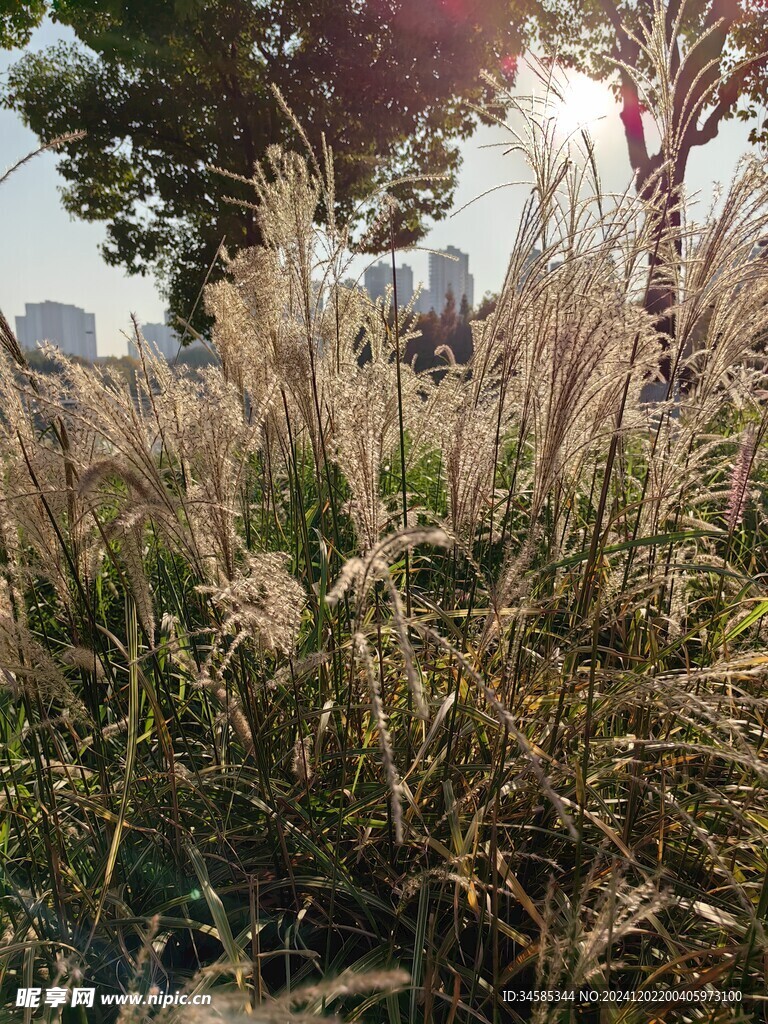 芦苇