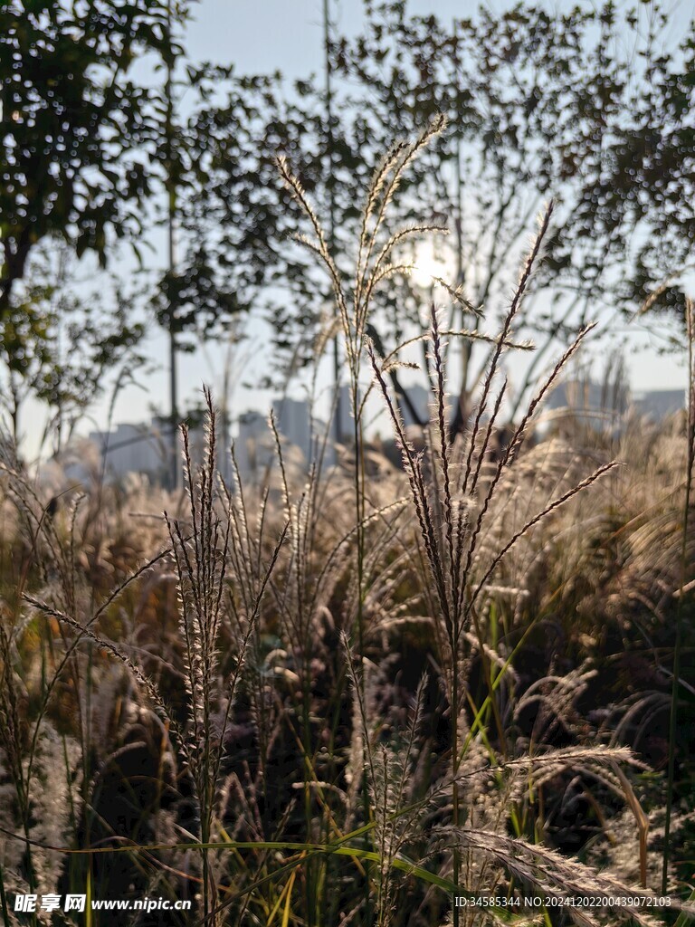 芦苇