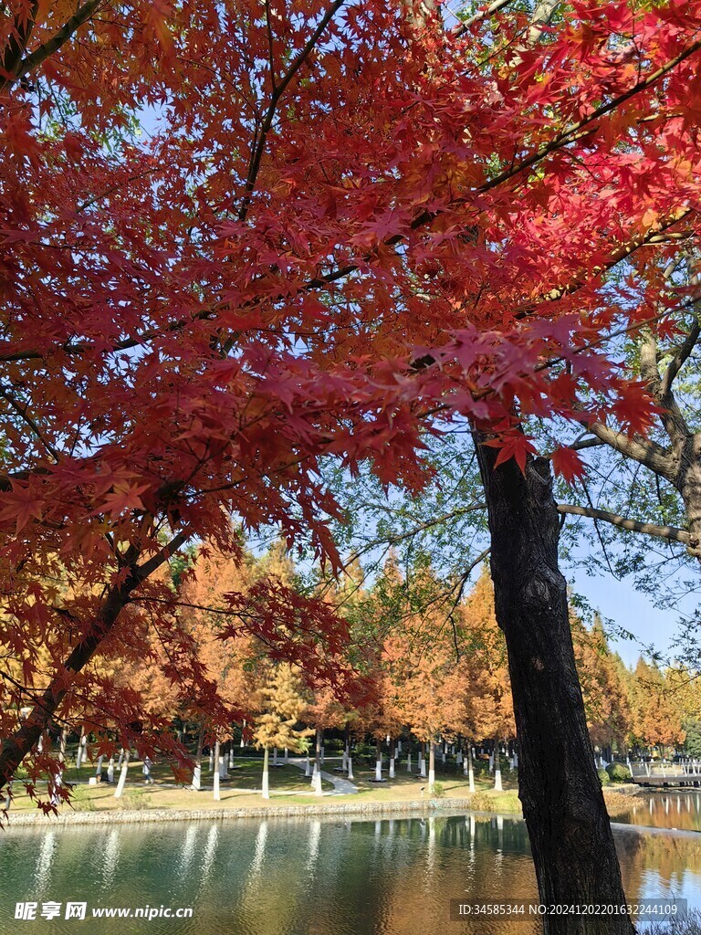 枫叶