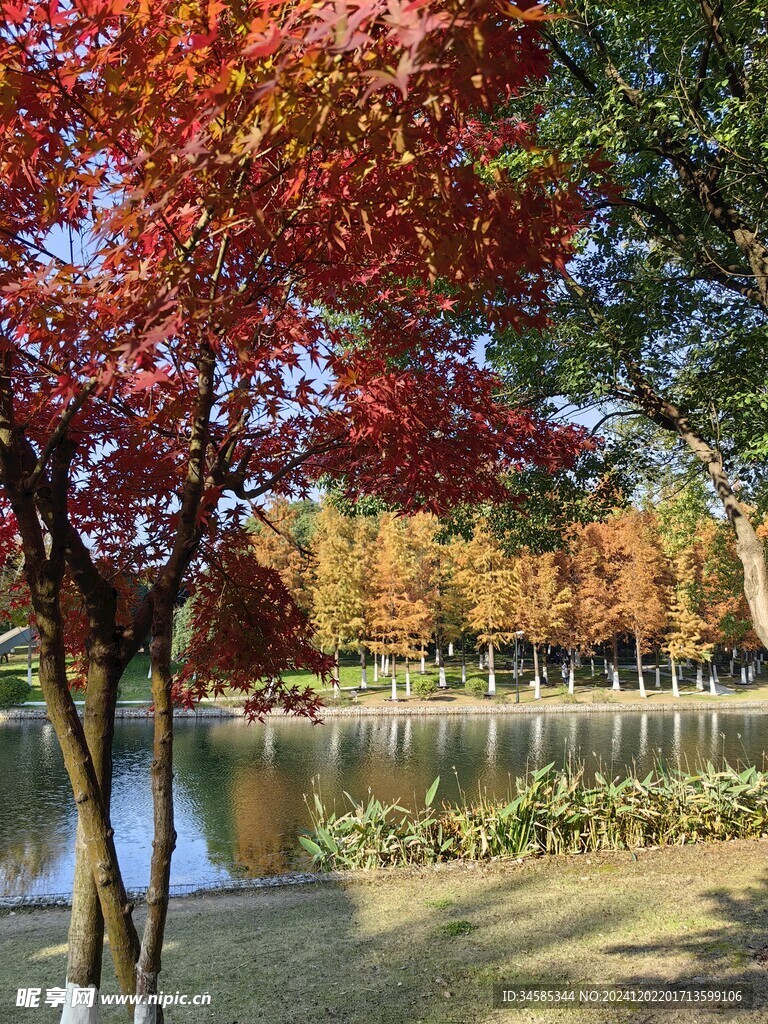 枫树