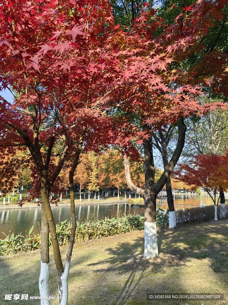 枫树