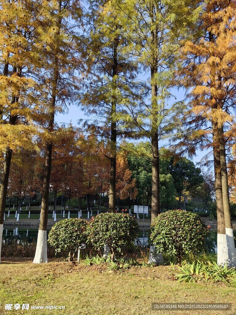 水杉林