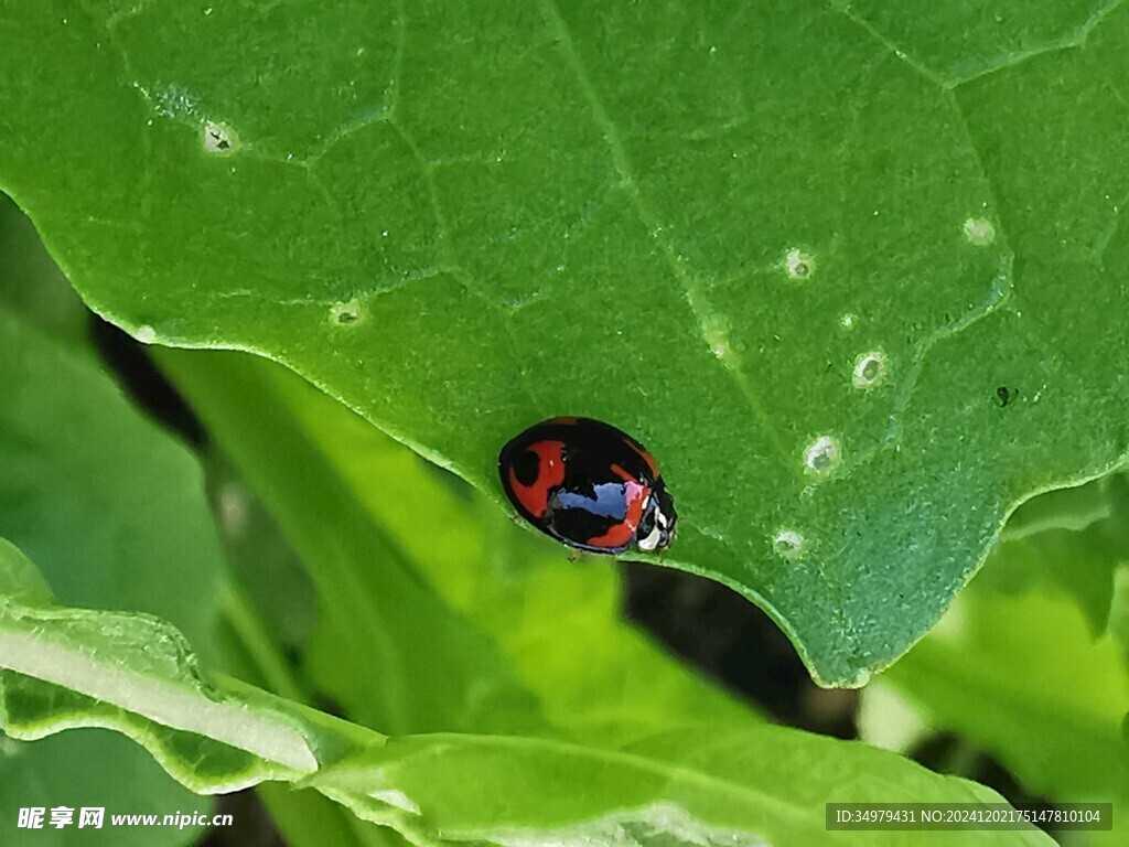 七星瓢虫