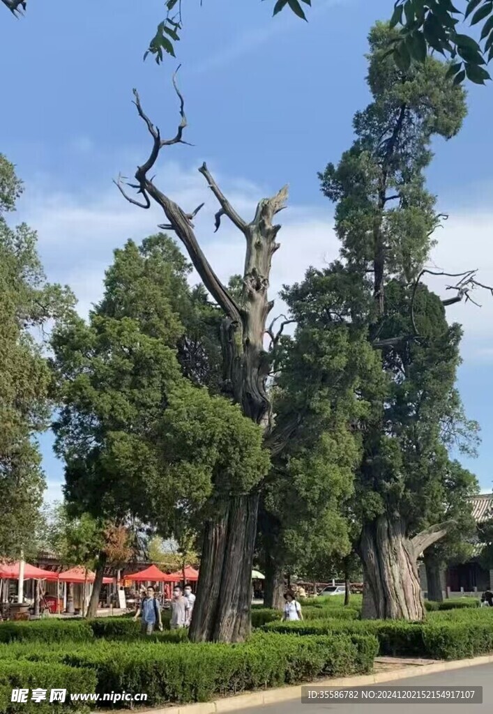 古柏树