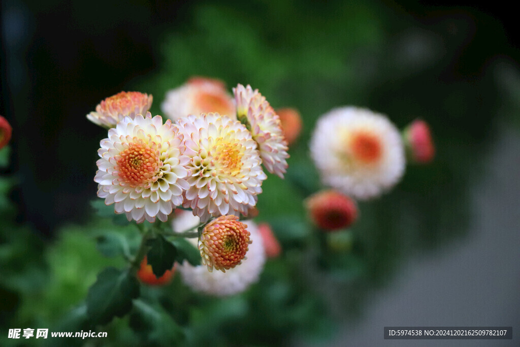 小菊花